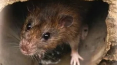 Jak wybrać saleczer ze szczurów i myszy